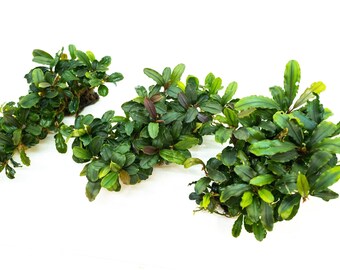 水草 Bucephalandra sp. Amanda Bucephalandra Amanda | AquaticMotiv