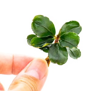 50 Random Bucephalandra Plants - Rare Live Aquarium Buce Collection Shrimp Safe Fish Tank Planted Tank
