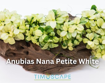 Anubias Nana Petite White Clump - Rare Live Aquatic Plant For Your Planted Aquarium