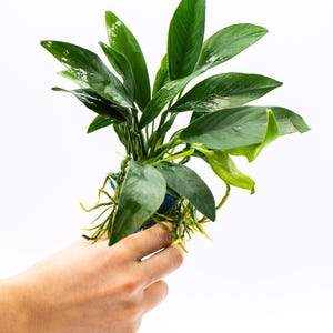 Anubias Congensis (Mother Pot)- Live Aquarium Plant, Low Maintenance, Easy Care