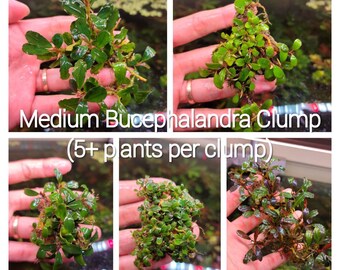Random Medium Size Bucephalandra Clump + A Mystery Bonus- Rare Aquarium Plants