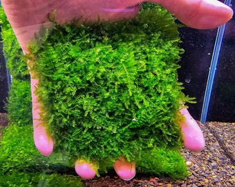 Mini Taiwan Moss Mat (3inx3in) - Live Aquarium Moss For Planted Shrimp Tank, Terrarium Setup