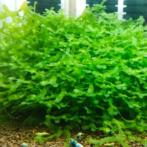 Buy 2 Get 1 Free* Subwassertang Moss - Aquarium Moss (Golfball Size)