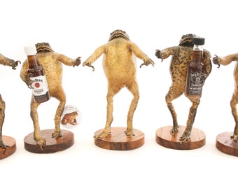 Genuine Taxidermy Cane Toad (Non-Alcoholic liquid)