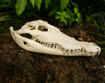Croc Skull