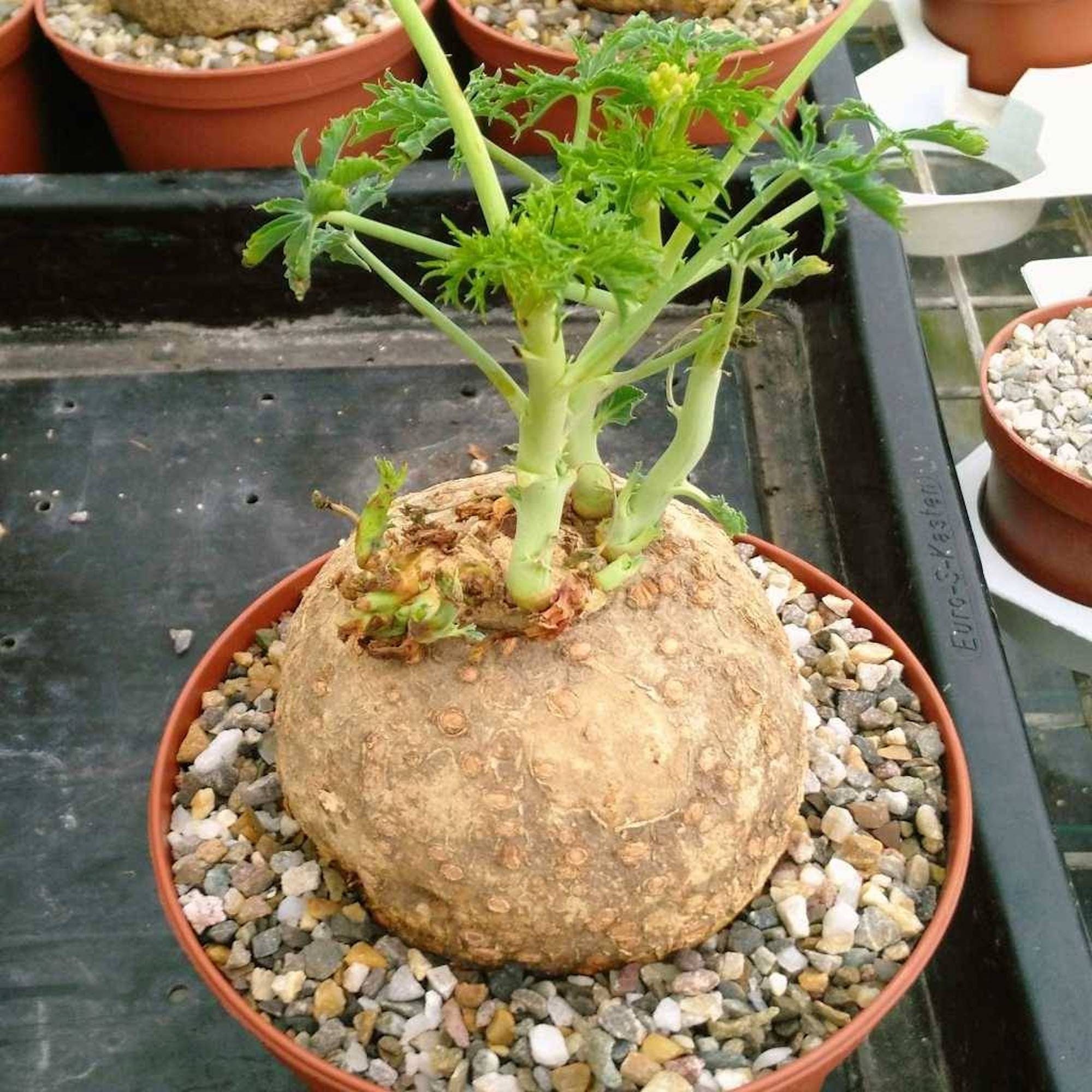 Jatropha Berlandieri Caudex Caudiciform - Etsy
