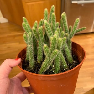 May include: A potted cactus with multiple green, cylindrical stems. The cactus is in a brown plastic pot. The plant has small, white spines and is held by a person with red nail polish.
