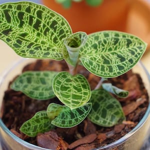 Jatropha Berlandieri Caudex Caudiciform - Etsy