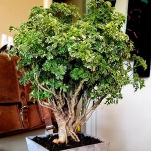 May include: A potted plant with green and white variegated leaves. The plant has a thick, textured trunk and branches. It is planted in a square, gray concrete pot. The plant is a houseplant.