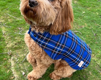 May include: A small, brown dog wearing a blue and white plaid shirt. The dog is sitting on a green grassy lawn.