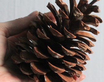 Grande pigna naturale: decorazione rustica per la tavola, materiale per il fai da te
