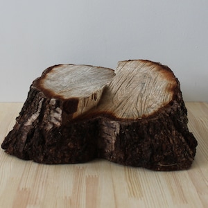 May include: A rustic, wooden tree stump with a natural, textured bark. The top surface is light brown with visible growth rings and a cut-out section. The stump is likely used for decorative purposes or as a small table.