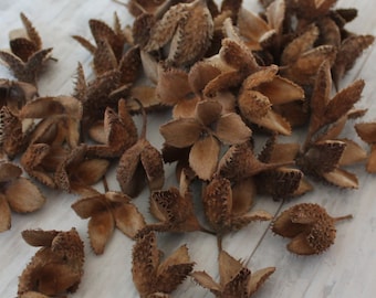 Beech Seeds pods Natural craft supplies Rustic home decor Vase fillers Do it yourself Set of 100 pcs beech peel