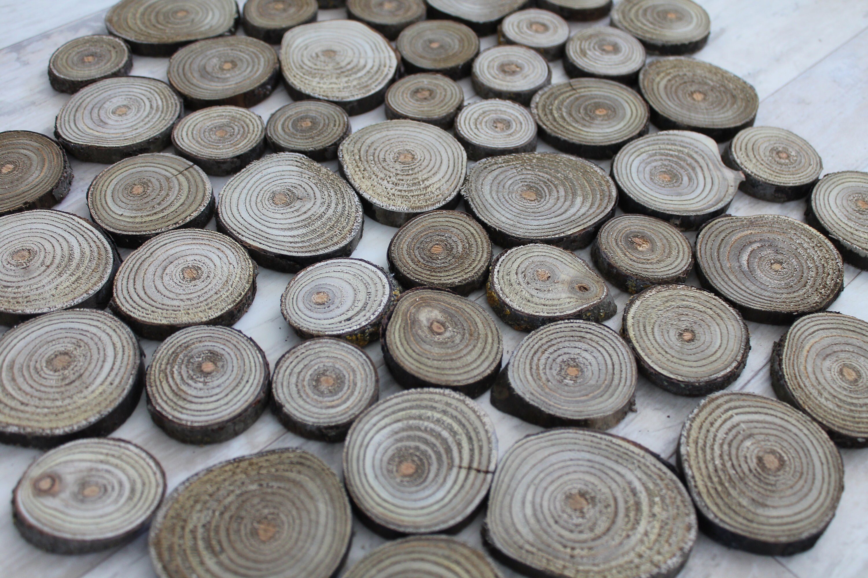 Wood Rounds Wood Slices Sumac Log Slice Wood Pieces Wood Slab Etsy