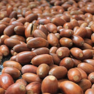 Natural Oak Acorns & Caps: DIY Craft Supplies, Vase Filler (100 Pcs)
