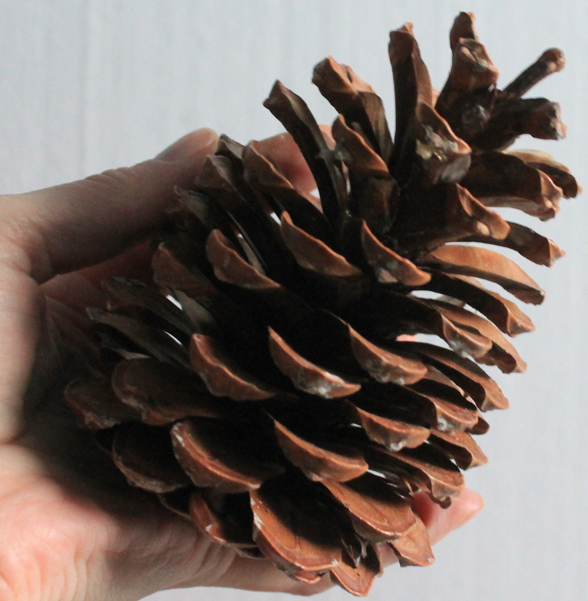 Large Natural Pine Cone: Rustic Table Decor, DIY Craft Supply