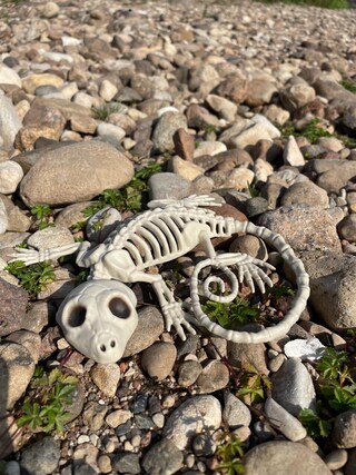 ZYFWZC Esemplare Di Scheletro Di Serpente Reale Tassidermia Animale