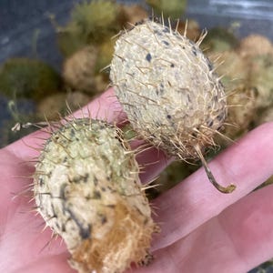 Op de afbeelding: Twee stekelige, gedroogde, lichtbruine vruchten met zwarte vlekken. De vruchten worden in een hand gehouden.