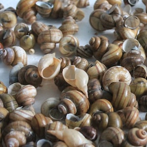 Könnte beinhalten: Eine Sammlung von braunen und weißen Schneckenhäusern in verschiedenen Größen und Formen. Die Häuser sind in einem zufälligen Muster auf einer weißen Oberfläche angeordnet.