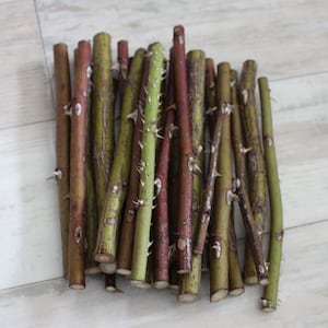 乾燥したローズヒップの枝：天然のとげのある茎、素朴なDIYデコレーション