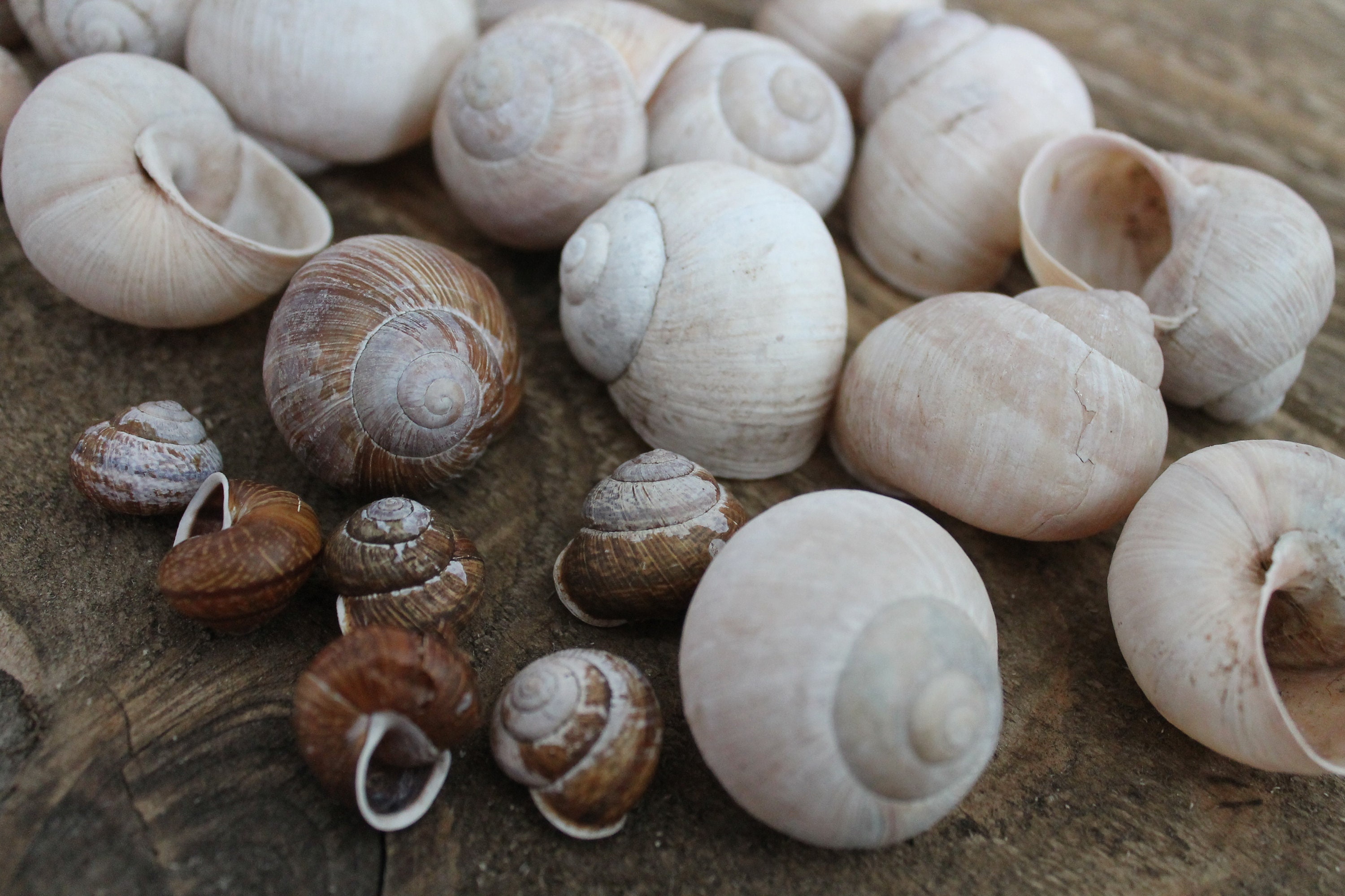 Tinned Snails With Shells, 300g claticfo.ru