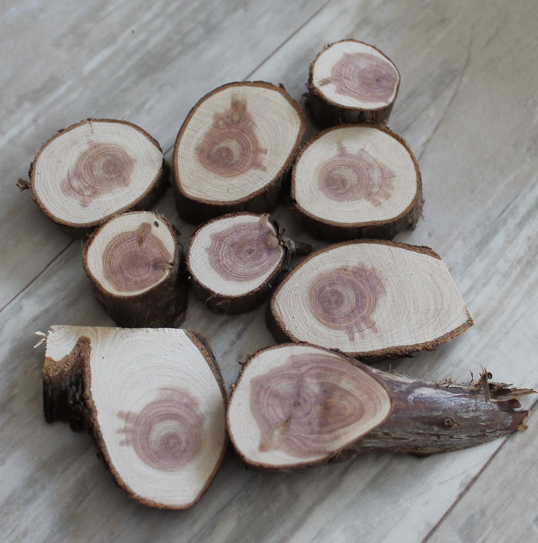Juniper Tree Slices Wood Scraps Natural Craft Supplies Wood - Etsy