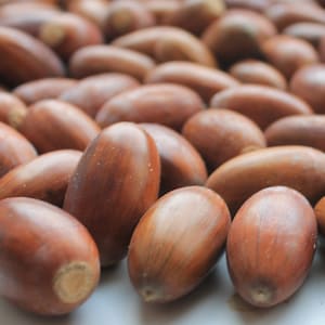 Oak acorns Acorn caps Natural craft supplies Acorns for crafting Florist supplies Do it yourself wreath READY TO SHIP 200pcs