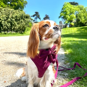May include: A small, white and brown dog wearing a purple harness with a matching bow tie. The dog is sitting on a gravel path and looking up at the sky.