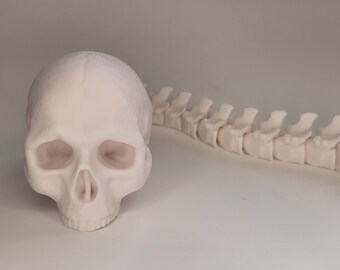 3Dプリントされた関節式頭蓋骨と脊椎