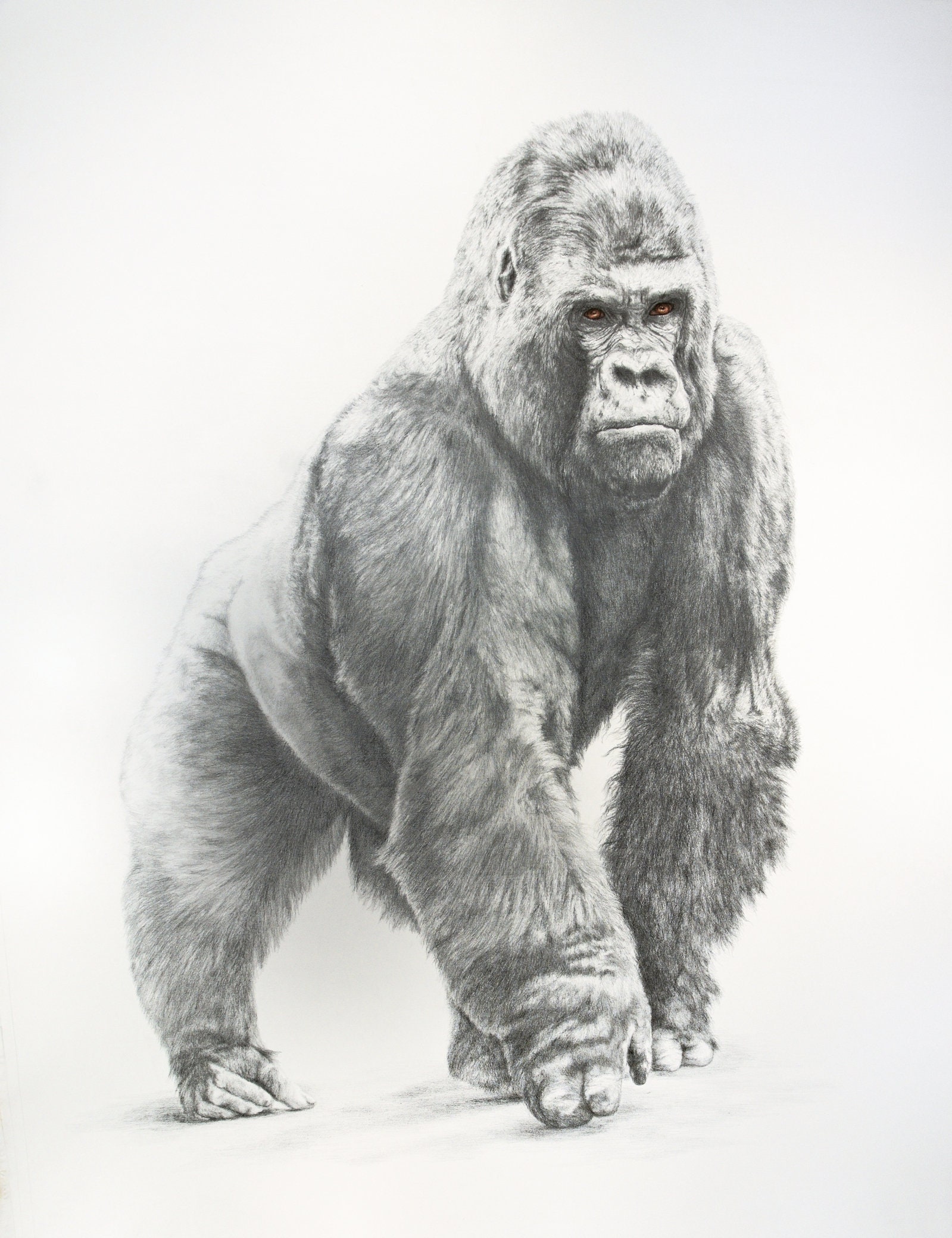 Silverback Gorilla Sketch