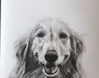 Dessin original au crayon et à la mine de plomb GOLDEN RETRIEVER - Signé par l'artiste - Art animalier - Format de papier A3 (Portrait 297 mm x 420 mm/ 11,7 x 16,5 pouces)