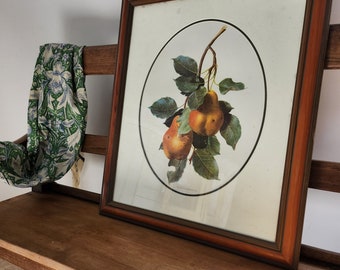 Very large wooden botanical frame and medallion Pyrus communis (Pear tree)