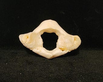 Sus scrofa / Wild Pig Boar Atlas Butterfly Bone