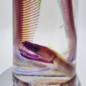 May include: A clear cylindrical glass container filled with liquid, showcasing a preserved specimen of a long, slender fish with a prominent jaw, sharp teeth, and a visible skeletal structure featuring reddish-purple and yellow hues.