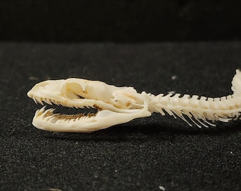 Python regius / Small Ball Python Snake Skull / Grade A