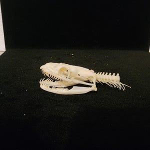 Python regius / Ball Python Snake Skull / Grade A