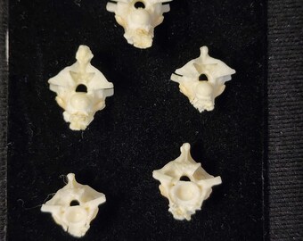 Lot of 5 / Boa Constrictor Snake Vertebrae / Jumbo Large - MBD Pathology Deformed