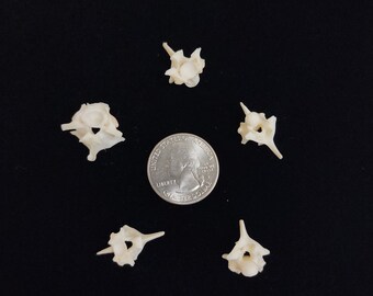 boneafideskeletons - Etsy