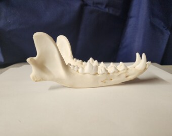 Canis latrans / Coyote Skull / Lower Jaw Only