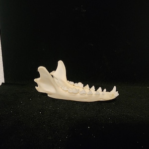 May include: An off-white animal jawbone featuring a series of sharp, pointed teeth along the upper edge. The bone structure includes a prominent, curved posterior process and a tapered anterior end, displaying a smooth, calcified surface texture.