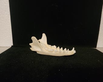 Urocyon cinereoargenteus / Gray Fox Skull / Lower Jaw ONLY