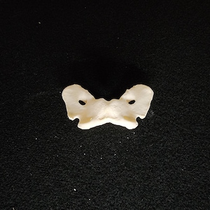 Canis latrans / Coyote Atlas Butterfly Bone