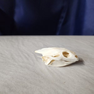 Apalone spinifera / Softshell Turtle Skull / Grade B
