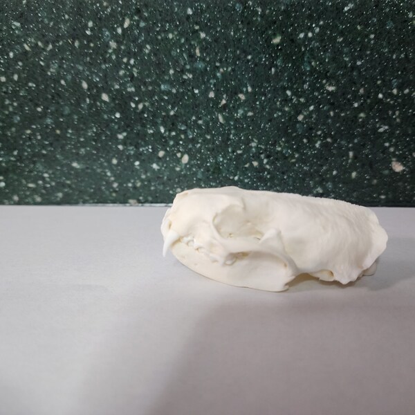 Neovison vison / American Mink Skull / Grade B