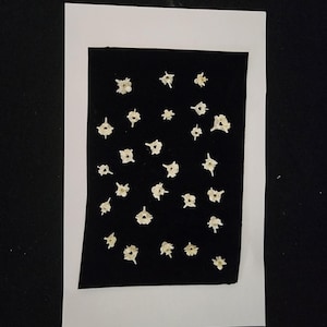 May include: A black rectangle with numerous small, off-white, bone-like objects arranged across its surface. The black rectangle is set against a white background, framed by a white border. The objects appear to be of varying shapes.