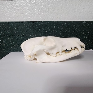 Vulpes vulpes / Red Fox Skull / PATHOLOGY