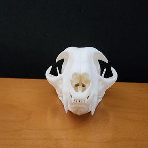 Lynx rufus / Bobcat Skull / Grade A