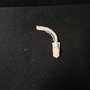 Peut inclure: Squelette de serpent blanc cass&eacute;, de petite taille, en forme d'arc, sur fond noir. Le squelette montre les vert&egrave;bres et le cr&acirc;ne. Th&egrave;me : histoire naturelle ou objet d&eacute;coratif original.