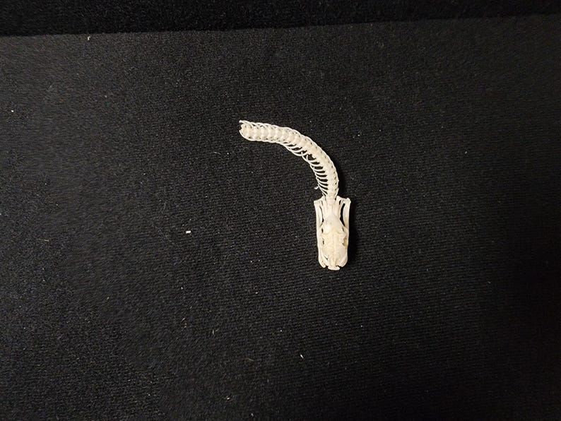 Peut inclure: Squelette de serpent blanc cass&eacute;, de petite taille, en forme d'arc, sur fond noir. Le squelette montre les vert&egrave;bres et le cr&acirc;ne. Th&egrave;me : histoire naturelle ou objet d&eacute;coratif original.