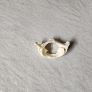 Castor canadensis / Beaver Atlas Neck Vertebrate  Butterfly Bone